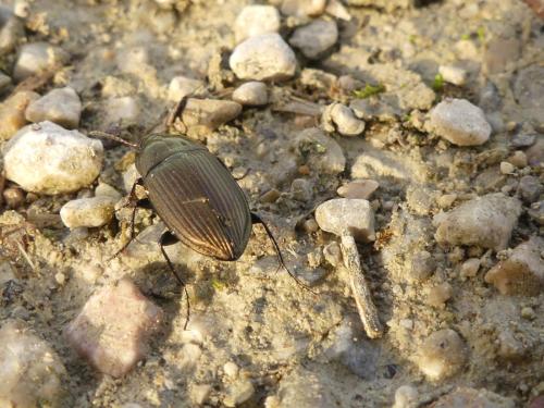 Amara eurynota